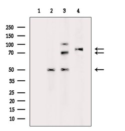 Invitrogen Phospho-Tau (Ser516) Polyclonal Antibody 100 &mu;L; Unconjugated:Antibodies,