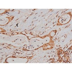 Phospho-Tau (Ser579) Polyclonal Antibody:Antibodies, Polyclonal