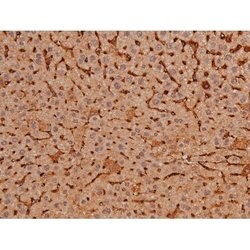 Phospho-Tau (Ser579) Polyclonal Antibody:Antibodies, Polyclonal
