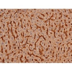 Phospho-Tau (Ser579) Polyclonal Antibody:Antibodies, Polyclonal