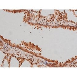 Phospho-Tau (Ser579) Polyclonal Antibody:Antibodies, Polyclonal