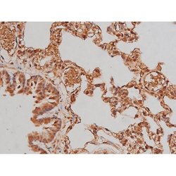 Phospho-Tau (Ser579) Polyclonal Antibody:Antibodies, Polyclonal