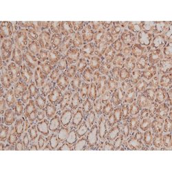Phospho-Tau (Ser579) Polyclonal Antibody:Antibodies, Polyclonal