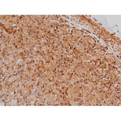 Phospho-Tau (Ser579) Polyclonal Antibody:Antibodies, Polyclonal