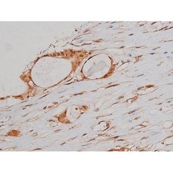 Phospho-Tau (Ser579) Polyclonal Antibody:Antibodies, Polyclonal