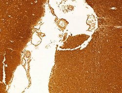 Phospho-Tau (Ser579) Polyclonal Antibody:Antibodies, Polyclonal