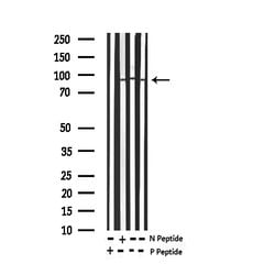 Phospho-Tau (Ser579) Polyclonal Antibody:Antibodies, Polyclonal