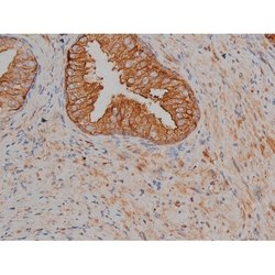 Invitrogen Phospho-Tau (Ser721) Polyclonal Antibody 100 &mu;L; Unconjugated:Antibodies,