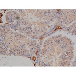 Invitrogen Phospho-Tau (Ser721) Polyclonal Antibody 100 &mu;L; Unconjugated:Antibodies,