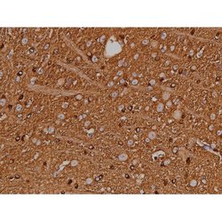 Invitrogen Phospho-Tau (Ser721) Polyclonal Antibody 100 &mu;L; Unconjugated:Antibodies,