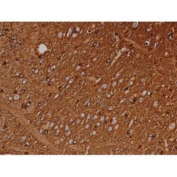 Invitrogen Phospho-Tau (Ser721) Polyclonal Antibody 100 &mu;L; Unconjugated:Antibodies,