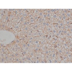 Invitrogen Phospho-Tau (Ser721) Polyclonal Antibody 100 &mu;L; Unconjugated:Antibodies,