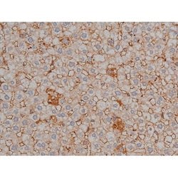 Invitrogen Phospho-Tau (Ser721) Polyclonal Antibody 100 &mu;L; Unconjugated:Antibodies,