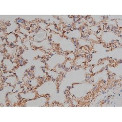 Invitrogen Phospho-Tau (Ser721) Polyclonal Antibody 100 &mu;L; Unconjugated:Antibodies,
