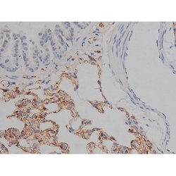 Invitrogen Phospho-Tau (Ser721) Polyclonal Antibody 100 &mu;L; Unconjugated:Antibodies,