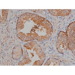Invitrogen Phospho-Tau (Ser721) Polyclonal Antibody 100 &mu;L; Unconjugated:Antibodies,