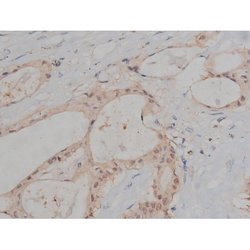 Invitrogen Phospho-Tau (Ser721) Polyclonal Antibody 100 &mu;L; Unconjugated:Antibodies,