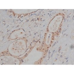 Invitrogen Phospho-Tau (Ser721) Polyclonal Antibody 100 &mu;L; Unconjugated:Antibodies,