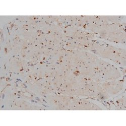 Invitrogen Phospho-Tau (Ser721) Polyclonal Antibody 100 &mu;L; Unconjugated:Antibodies,