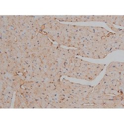 Invitrogen Phospho-Tau (Ser721) Polyclonal Antibody 100 &mu;L; Unconjugated:Antibodies,