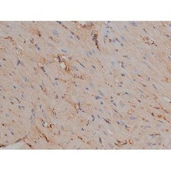 Invitrogen Phospho-Tau (Ser721) Polyclonal Antibody 100 &mu;L; Unconjugated:Antibodies,