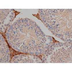 Invitrogen Phospho-Tau (Ser721) Polyclonal Antibody 100 &mu;L; Unconjugated:Antibodies,