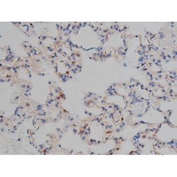 Invitrogen Phospho-Tau (Ser739) Polyclonal Antibody 100 μL; Unconjugated:Antibodies,