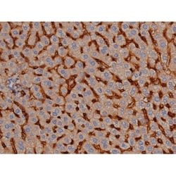 Invitrogen Phospho-Tau (Ser739) Polyclonal Antibody 100 μL; Unconjugated:Antibodies,