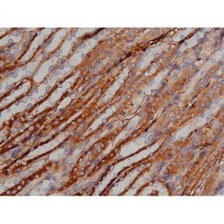 Invitrogen Phospho-Tau (Ser739) Polyclonal Antibody 100 μL; Unconjugated:Antibodies,