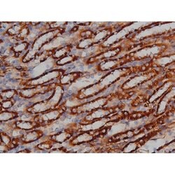 Invitrogen Phospho-Tau (Ser739) Polyclonal Antibody 100 μL; Unconjugated:Antibodies,