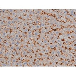 Invitrogen Phospho-Tau (Ser739) Polyclonal Antibody 100 μL; Unconjugated:Antibodies,