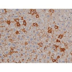Invitrogen Phospho-Tau (Ser739) Polyclonal Antibody 100 μL; Unconjugated:Antibodies,