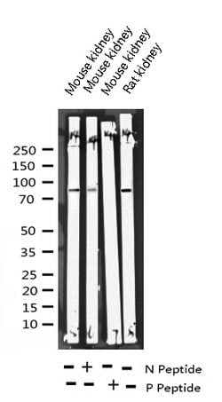Invitrogen Phospho-Tau (Ser739) Polyclonal Antibody 100 μL; Unconjugated:Antibodies,