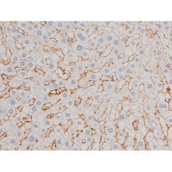 Phospho-Tau (Thr498) Polyclonal Antibody:Antibodies, Polyclonal