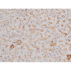 Phospho-Tau (Thr498) Polyclonal Antibody:Antibodies, Polyclonal