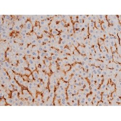 Phospho-Tau (Thr498) Polyclonal Antibody:Antibodies, Polyclonal