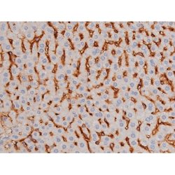 Phospho-Tau (Thr498) Polyclonal Antibody:Antibodies, Polyclonal