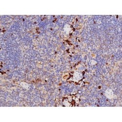 Phospho-Tau (Thr529) Polyclonal Antibody:Antibodies, Polyclonal