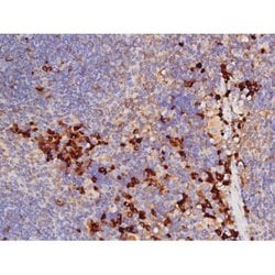 Phospho-Tau (Thr529) Polyclonal Antibody:Antibodies, Polyclonal