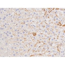 Phospho-Tau (Thr529) Polyclonal Antibody:Antibodies, Polyclonal