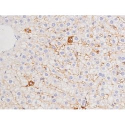Phospho-Tau (Thr529) Polyclonal Antibody:Antibodies, Polyclonal