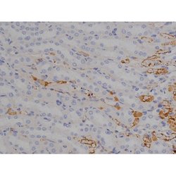 Phospho-Tau (Thr529) Polyclonal Antibody:Antibodies, Polyclonal