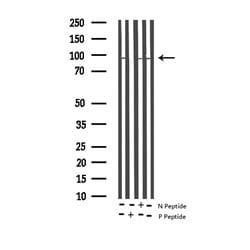 Phospho-Tau (Thr529) Polyclonal Antibody:Antibodies, Polyclonal