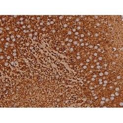 Invitrogen Phospho-Tau (Thr548) Polyclonal Antibody 100 μL; Unconjugated:Antibodies,