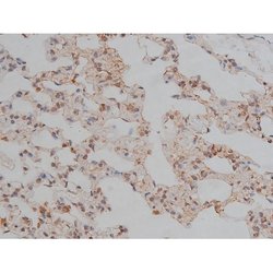 Invitrogen Phospho-Tau (Thr548) Polyclonal Antibody 100 μL; Unconjugated:Antibodies,