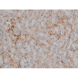 Invitrogen Phospho-Tau (Thr548) Polyclonal Antibody 100 μL; Unconjugated:Antibodies,