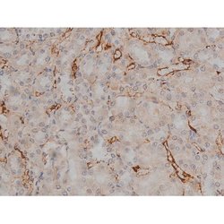 Invitrogen Phospho-Tau (Thr548) Polyclonal Antibody 100 μL; Unconjugated:Antibodies,