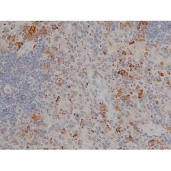 Invitrogen Phospho-Tau (Thr548) Polyclonal Antibody 100 μL; Unconjugated:Antibodies,