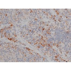 Invitrogen Phospho-Tau (Thr548) Polyclonal Antibody 100 μL; Unconjugated:Antibodies,