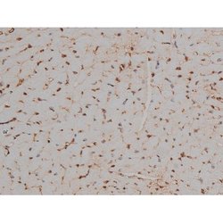 Invitrogen Phospho-Tau (Thr548) Polyclonal Antibody 100 μL; Unconjugated:Antibodies,